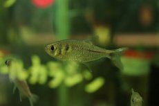 画像3: 【淡水魚】ブラックダイヤモンドテトラ ワイルド【1匹 サンプル画像】（珍カラ）（生体）（熱帯魚）NKCK (3)