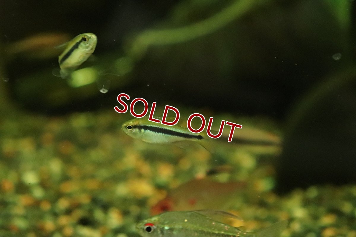 画像2: 【淡水魚】ニューレモンラピステトラ ワイルド【1匹 サンプル画像】（珍カラ）（生体）（熱帯魚）NKCK (2)