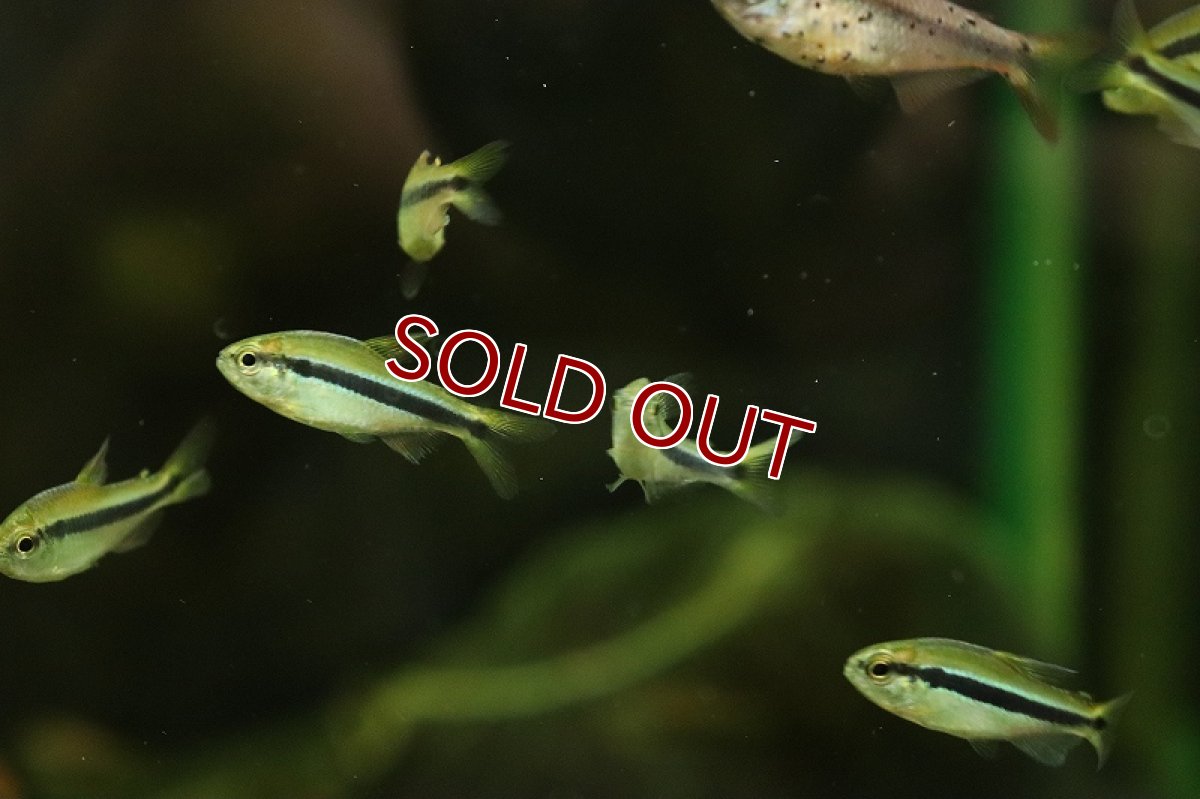 画像3: 【淡水魚】ニューレモンラピステトラ ワイルド【1匹 サンプル画像】（珍カラ）（生体）（熱帯魚）NKCK (3)