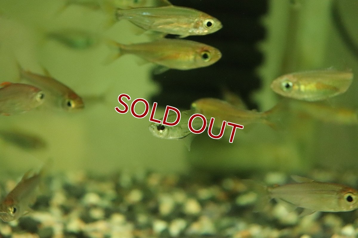 画像2: 【淡水魚】レア種 ロンコゲニス イリシャ リオタパジョス産 ワイルド【1匹 サンプル画像】（珍カラ）（生体）（熱帯魚）NKCK (2)