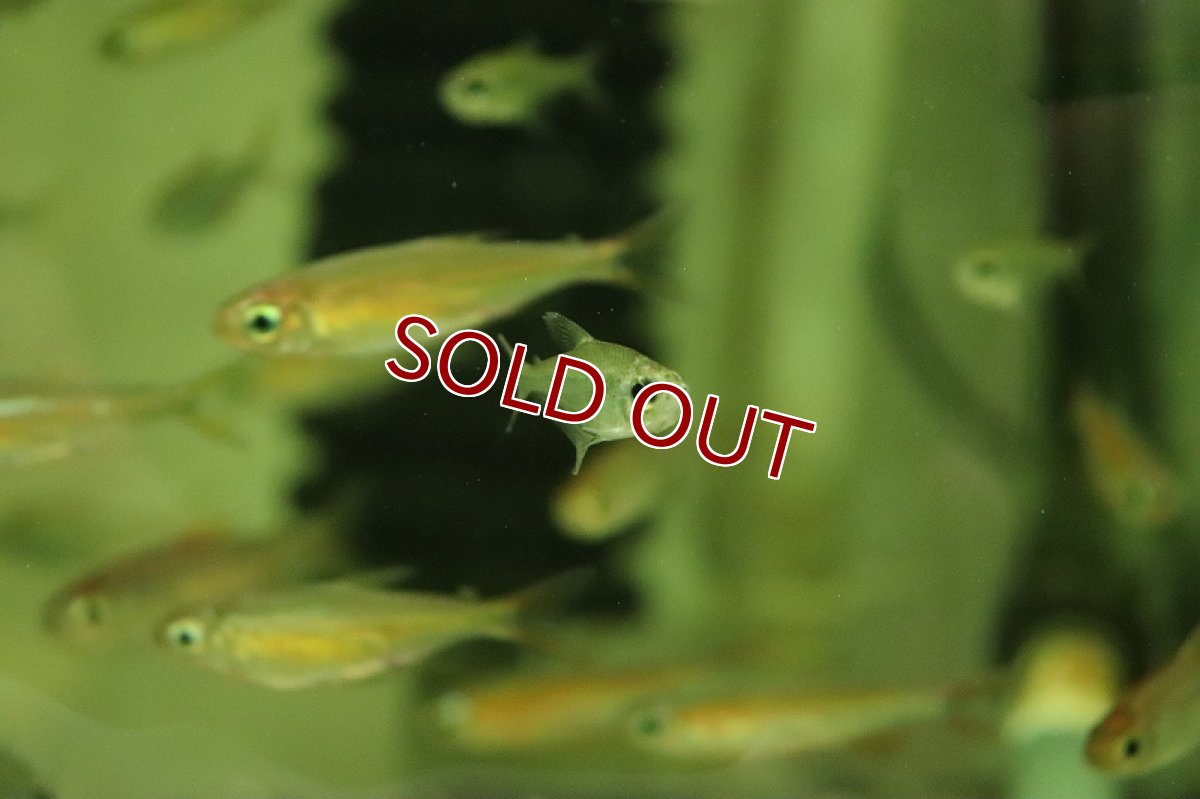 画像3: 【淡水魚】レア種 ロンコゲニス イリシャ リオタパジョス産 ワイルド【1匹 サンプル画像】（珍カラ）（生体）（熱帯魚）NKCK (3)