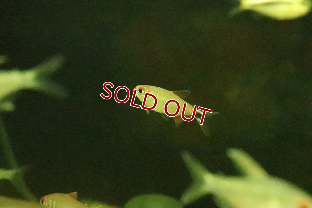 画像2: 【淡水魚】レア種 モンクホーシャ cf  ディクティオタ ワイルド【1匹 サンプル画像】（珍カラ）（生体）（熱帯魚）NKCK (2)