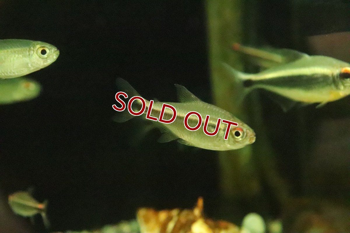 画像2: 【淡水魚】激安 ハイフェソブリコン アグルファ ワイルド【1匹 サンプル画像】（珍カラ）（生体）（熱帯魚）NKCK (2)