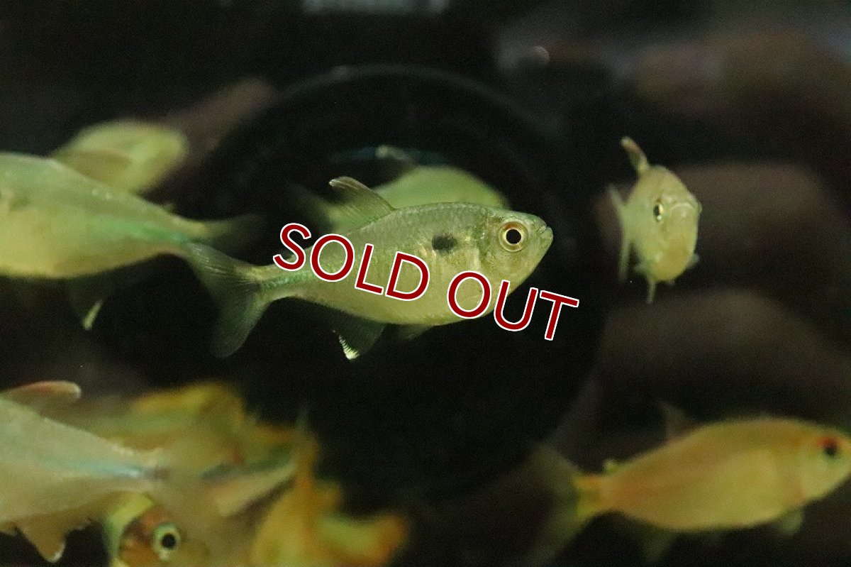 画像2: 【淡水魚】爆安 アスティアナックス ブレビリヌス ワイルド【1匹 サンプル画像】（珍カラ）（生体）（熱帯魚）NKCK (2)