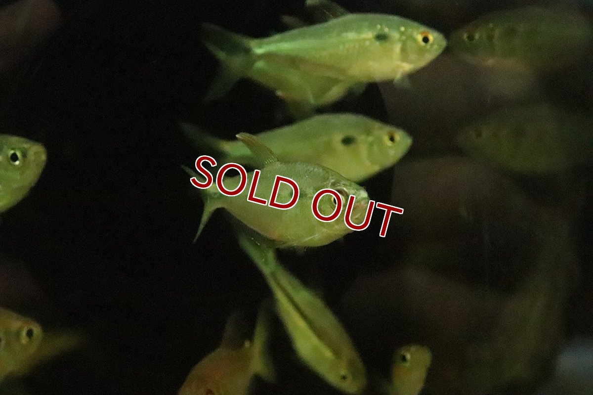 画像3: 【淡水魚】爆安 アスティアナックス ブレビリヌス ワイルド【1匹 サンプル画像】（珍カラ）（生体）（熱帯魚）NKCK (3)