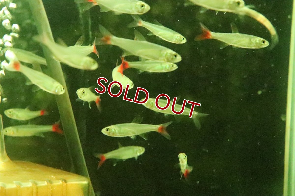 画像2: 【淡水魚】爆安 フレイムテールアフィオカラックス ベネズエラ産 ワイルド【1匹 サンプル画像】（珍カラ）（生体）（熱帯魚）NKCK (2)