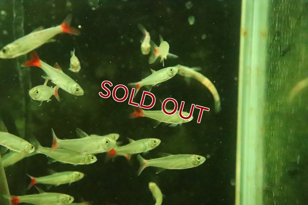 画像3: 【淡水魚】爆安 フレイムテールアフィオカラックス ベネズエラ産 ワイルド【1匹 サンプル画像】（珍カラ）（生体）（熱帯魚）NKCK (3)