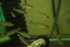 画像1: 【淡水魚】【通販】イエローテールラミーノーズテトラ ワイルド【1匹 サンプル画像】（珍カラ）（生体）（熱帯魚）NKCK (1)