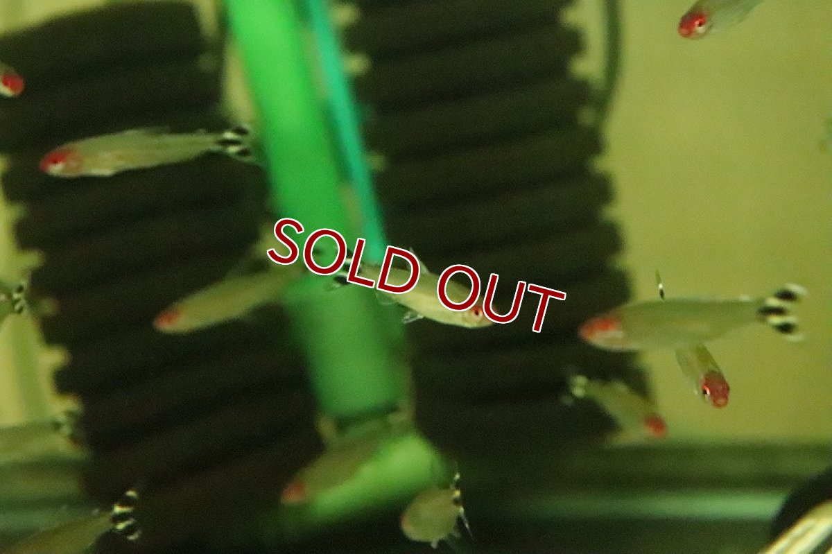 画像2: 【淡水魚】【通販】イエローテールラミーノーズテトラ ワイルド【3匹 サンプル画像】（珍カラ）（生体）（熱帯魚）NKCK (2)