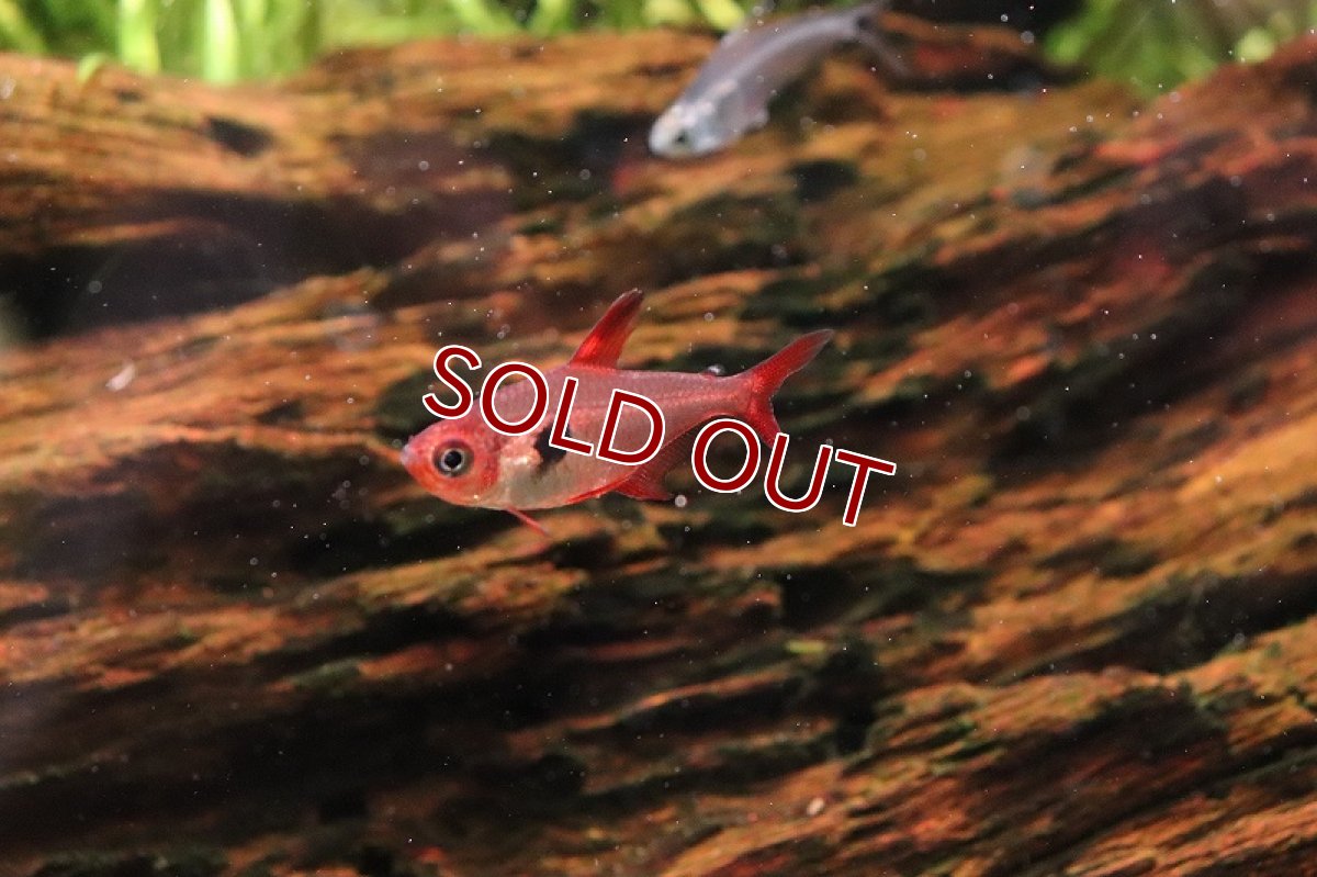 画像2: 【淡水魚】【通販】レア種 元祖 レッドファントム ルブラ ワイルド【1匹 サンプル画像】(珍カラ)(生体)(熱帯魚)NCK (2)
