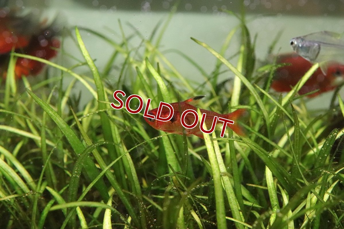 画像3: 【淡水魚】【通販】レア種 元祖 レッドファントム ルブラ ワイルド【1匹 サンプル画像】(珍カラ)(生体)(熱帯魚)NCK (3)