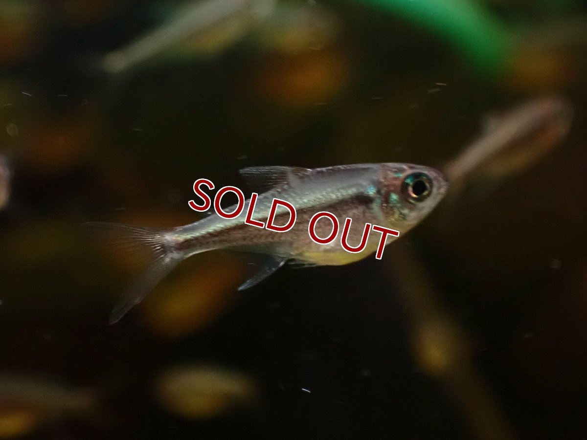 画像2: 【淡水魚】爆安 イエローコギャルテトラ【1匹 サンプル画像】（珍カラ）（生体）（熱帯魚）NKCK (2)