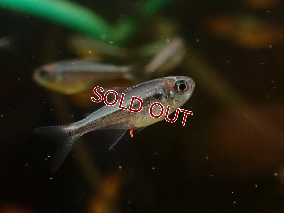 画像3: 【淡水魚】爆安 イエローコギャルテトラ【1匹 サンプル画像】（珍カラ）（生体）（熱帯魚）NKCK (3)