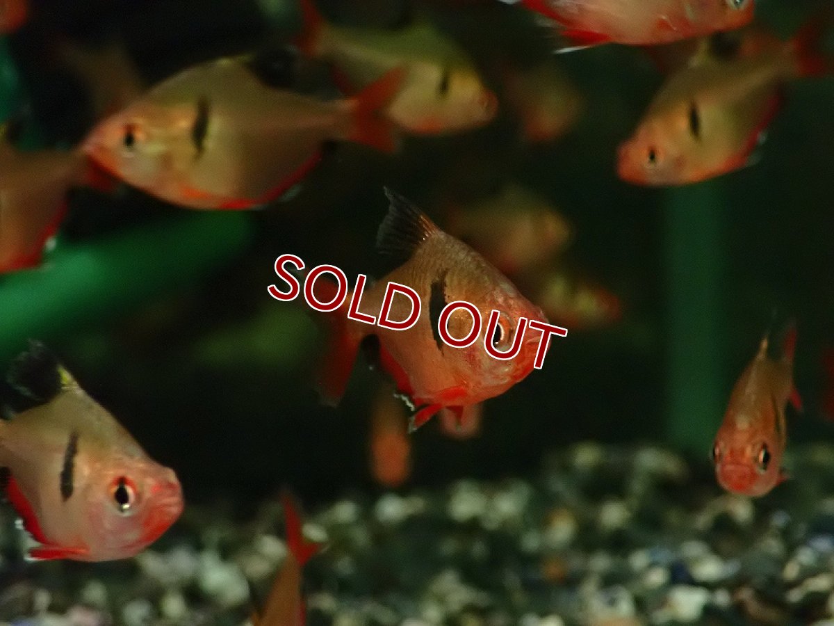 画像2: 【淡水魚】変わり種 バルーンジュエルテトラ【1匹 サンプル画像】（珍カラ）（生体）（熱帯魚）NKCK (2)