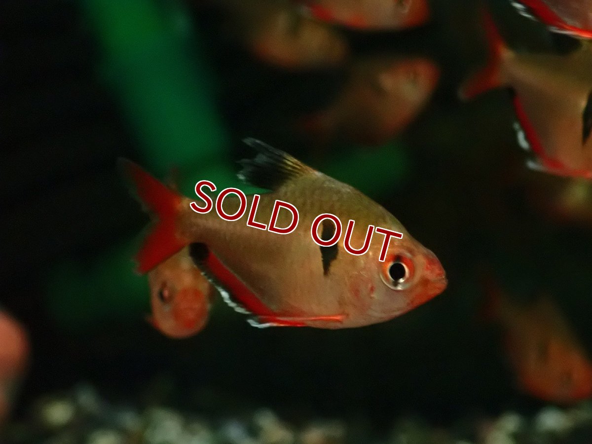 画像3: 【淡水魚】変わり種 バルーンジュエルテトラ【1匹 サンプル画像】（珍カラ）（生体）（熱帯魚）NKCK (3)