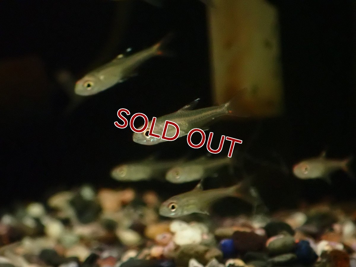 画像2: 【淡水魚】新着 ガブリエルテトラ リオ マリマリ産 ワイルド【1匹 サンプル画像】（珍カラ）（生体）（熱帯魚）NKCK (2)