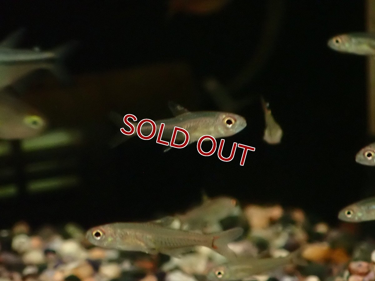 画像3: 【淡水魚】新着 ガブリエルテトラ リオ マリマリ産 ワイルド【1匹 サンプル画像】（珍カラ）（生体）（熱帯魚）NKCK (3)