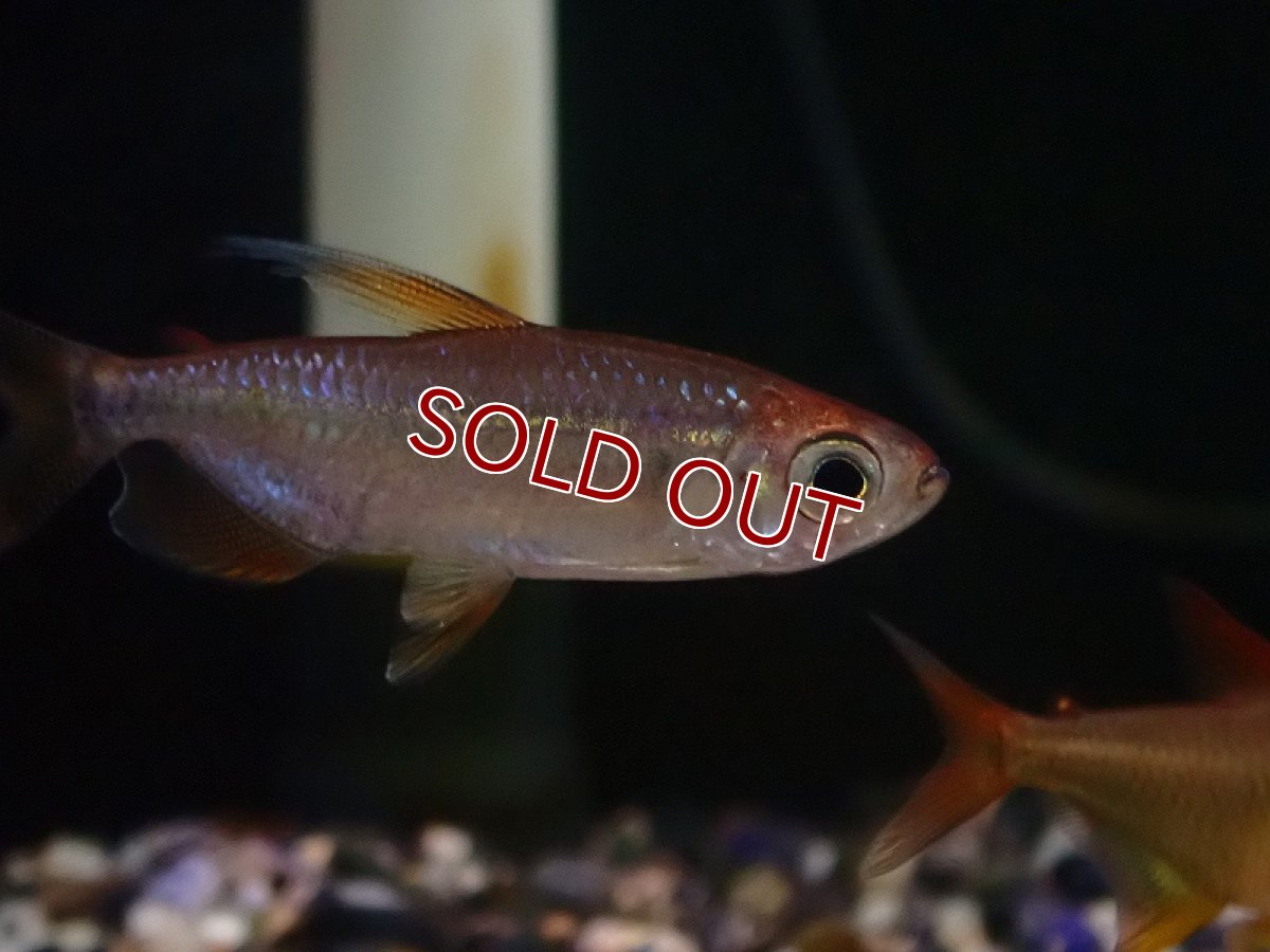 画像2: 【淡水魚】オス個体 レインボーコンゴテトラ ルケニ ワイルド【1匹 サンプル画像】（珍カラ）（生体）（熱帯魚）NKCK (2)