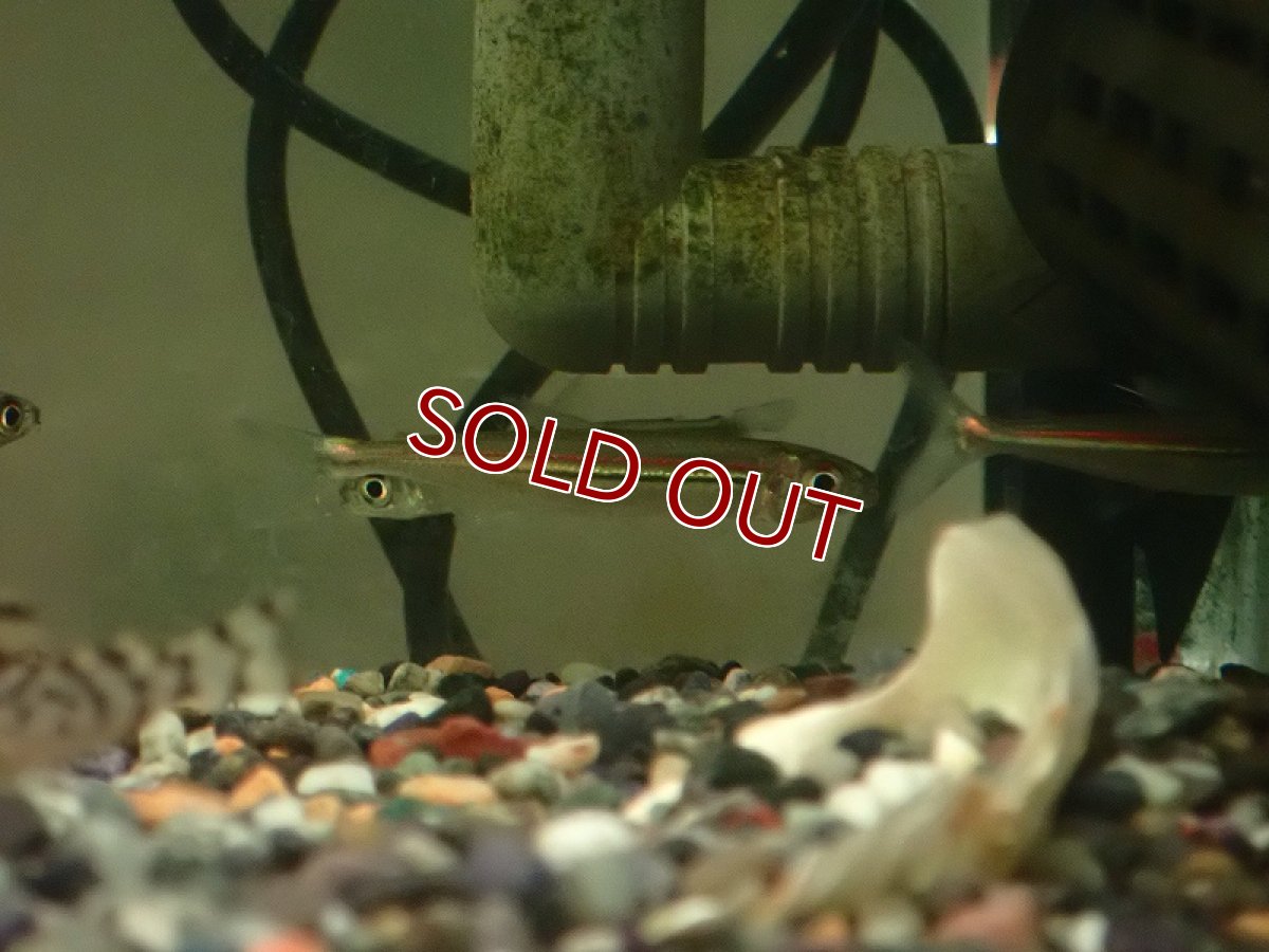 画像2: 【淡水魚】イグアノディクティス sp マリマリ産 ワイルド【1匹 サンプル画像】（珍カラ）（生体）（熱帯魚）NKCK (2)