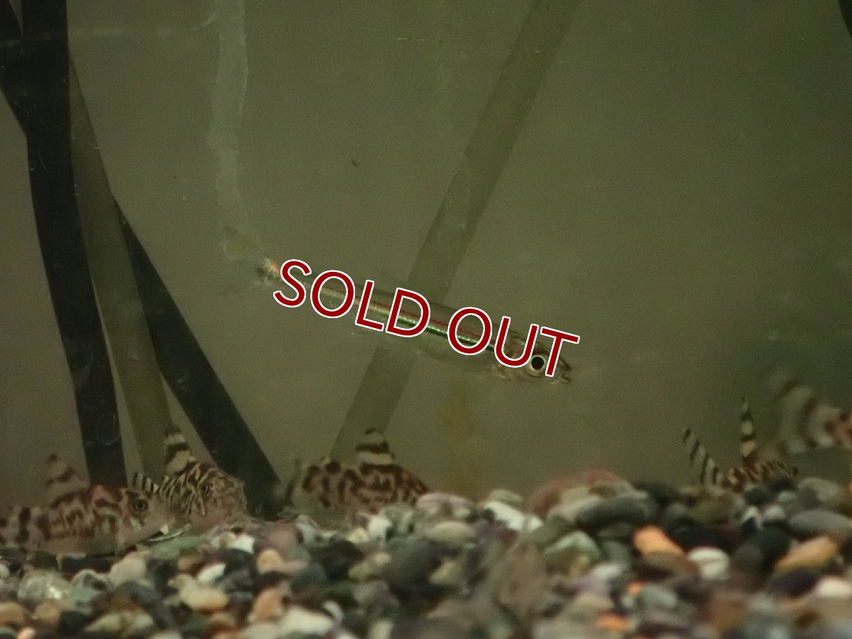 画像3: 【淡水魚】イグアノディクティス sp マリマリ産 ワイルド【1匹 サンプル画像】（珍カラ）（生体）（熱帯魚）NKCK (3)