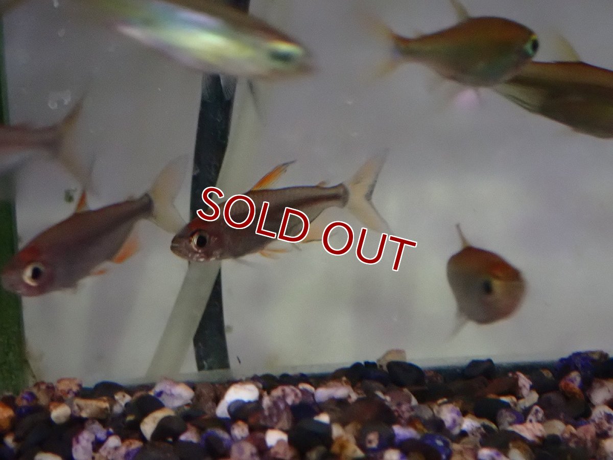 画像2: 【淡水魚】オス個体 レッドレインボーコンゴテトラ ワイルド【1匹 サンプル画像】（珍カラ）（生体）（熱帯魚）NKCK (2)