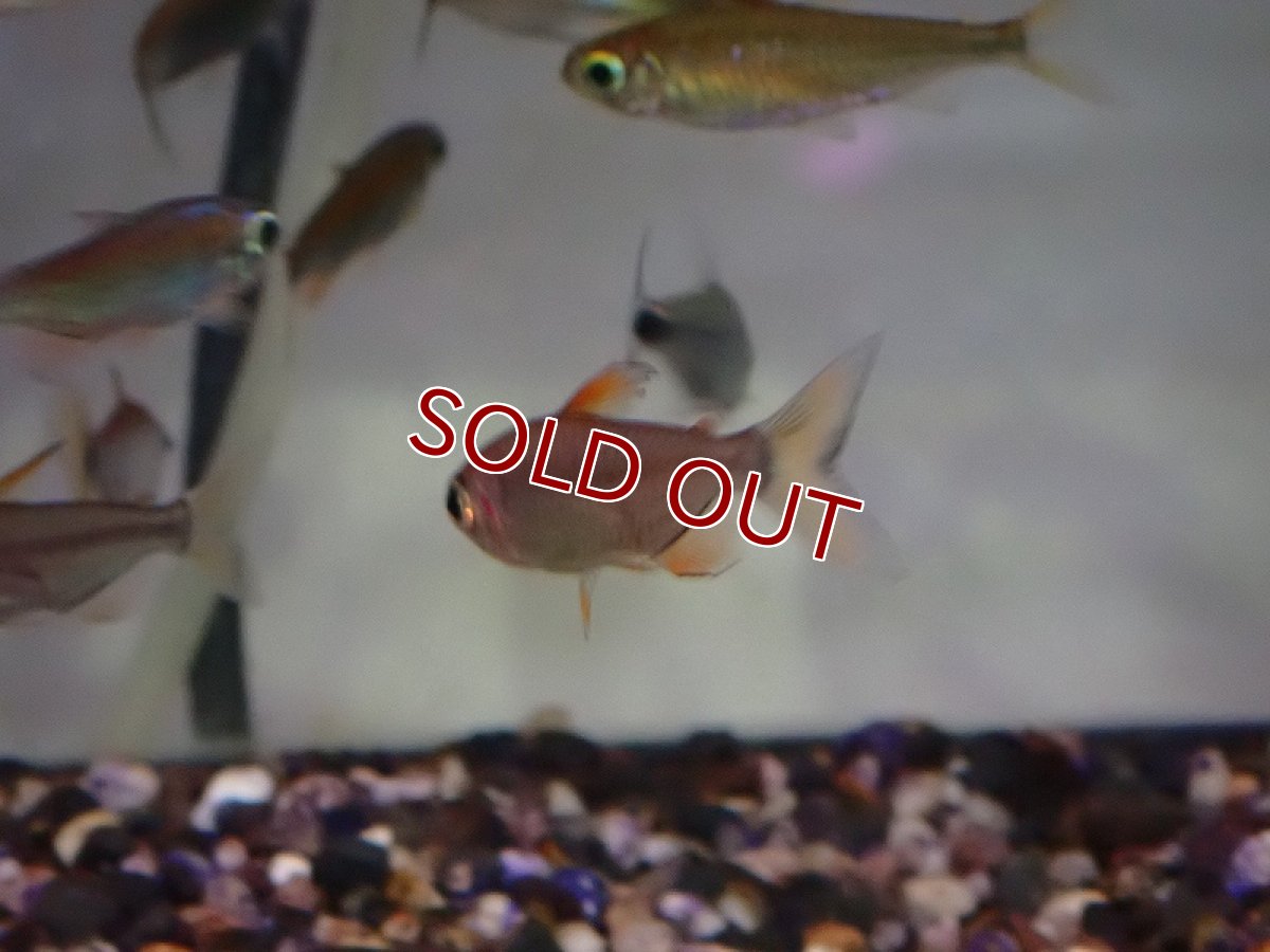 画像3: 【淡水魚】オス個体 レッドレインボーコンゴテトラ ワイルド【1匹 サンプル画像】（珍カラ）（生体）（熱帯魚）NKCK (3)