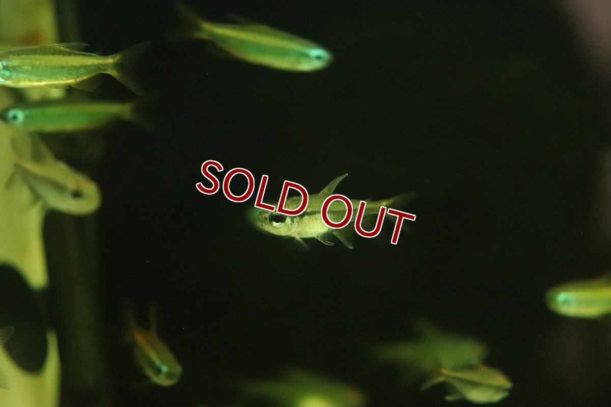 画像2: 【淡水魚】新種 ブラックシャドーエレガンステトラ リオタパジョス産 ワイルド【1匹 サンプル画像】（珍カラ）（生体）（熱帯魚）NKCK (2)