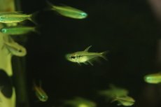 画像2: 【淡水魚】【通販】新種 ブラックシャドーエレガンステトラ リオタパジョス産 ワイルド【1匹 サンプル画像】（珍カラ）（生体）（熱帯魚）NKCK (2)