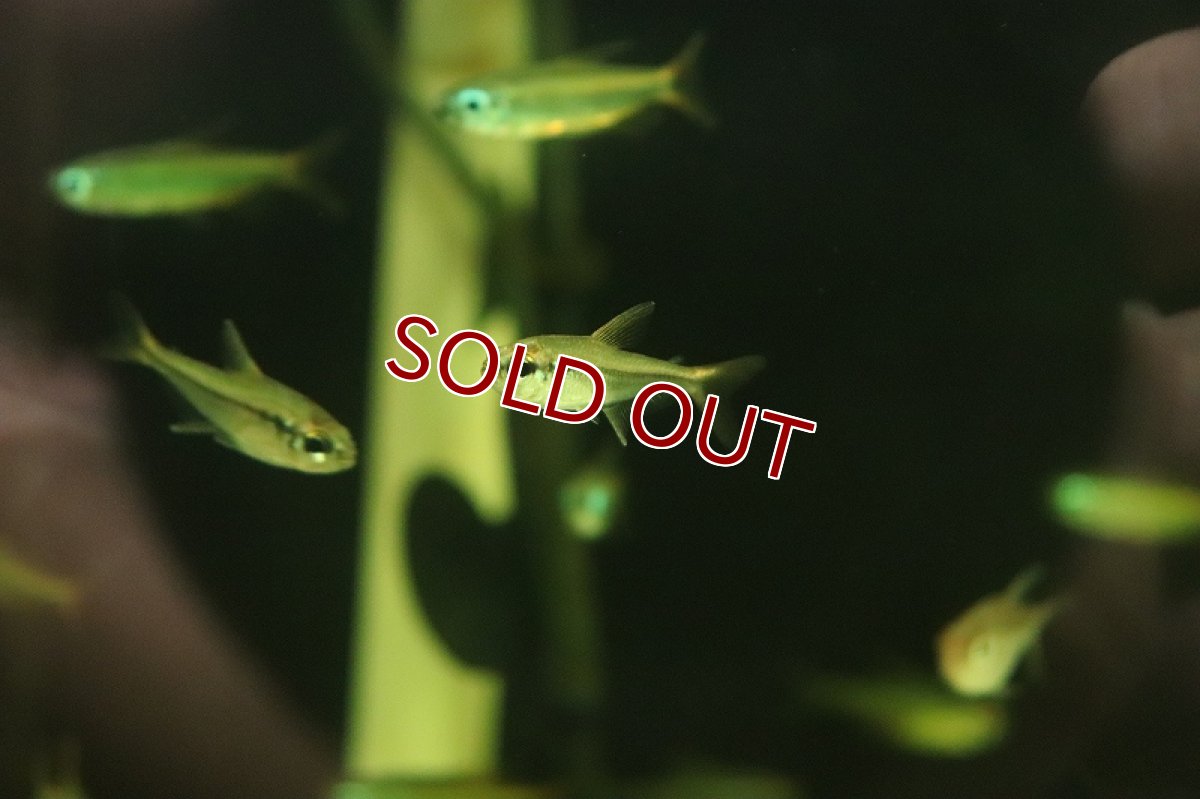 画像3: 【淡水魚】新種 ブラックシャドーエレガンステトラ リオタパジョス産 ワイルド【1匹 サンプル画像】（珍カラ）（生体）（熱帯魚）NKCK (3)