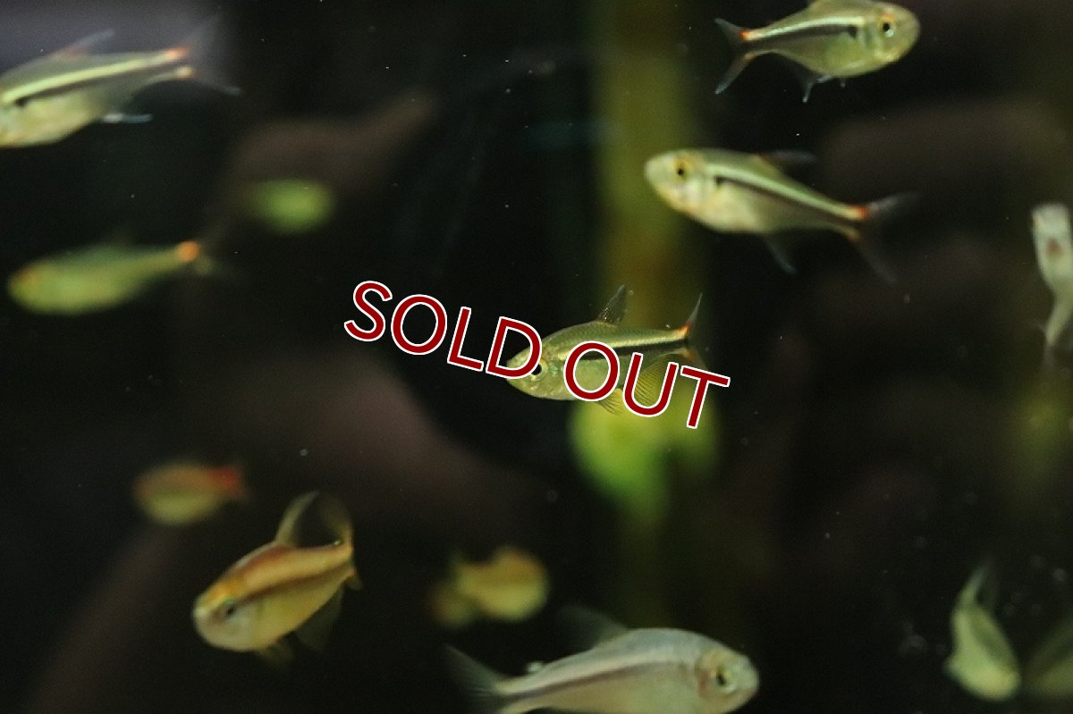 画像2: 【淡水魚】【通販】新種 シャドーブラックネオンテトラ ワイルド【1匹 サンプル画像】（珍カラ）（生体）（熱帯魚）NKCK (2)