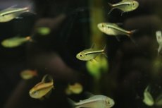 画像2: 【淡水魚】【通販】新種 シャドーブラックネオンテトラ ワイルド【1匹 サンプル画像】（珍カラ）（生体）（熱帯魚）NKCK (2)