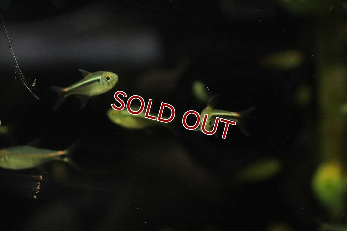 画像3: 【淡水魚】【通販】新種 シャドーブラックネオンテトラ ワイルド【1匹 サンプル画像】（珍カラ）（生体）（熱帯魚）NKCK (3)