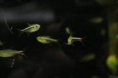 画像3: 【淡水魚】【通販】新種 シャドーブラックネオンテトラ ワイルド【1匹 サンプル画像】（珍カラ）（生体）（熱帯魚）NKCK (3)