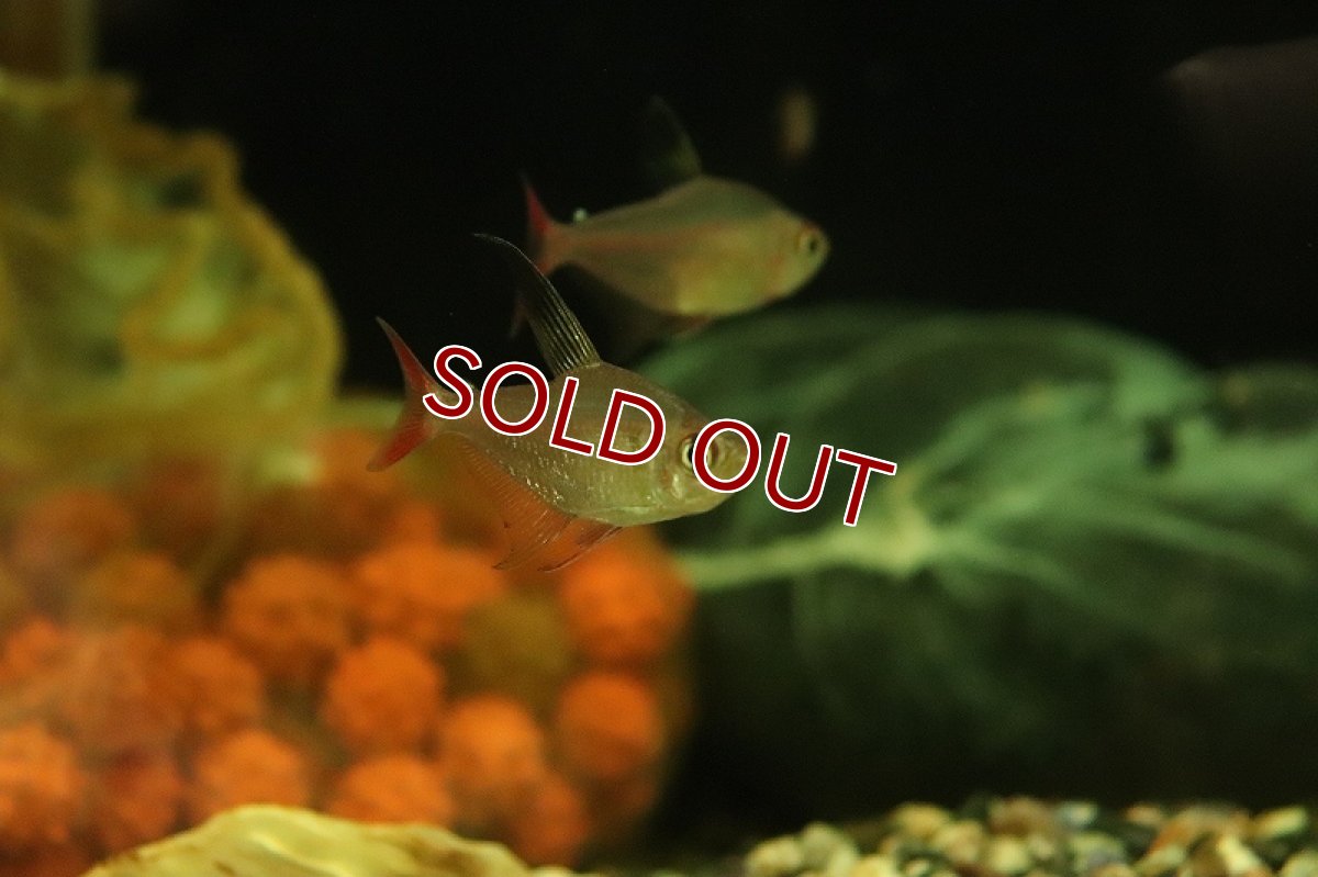 画像2: 【淡水魚】【通販】ハイフェソブリコン sp タパジョスコペランディ リオタパジョス産 ワイルド【1匹 サンプル画像】（生体）（熱帯魚）NKCK (2)
