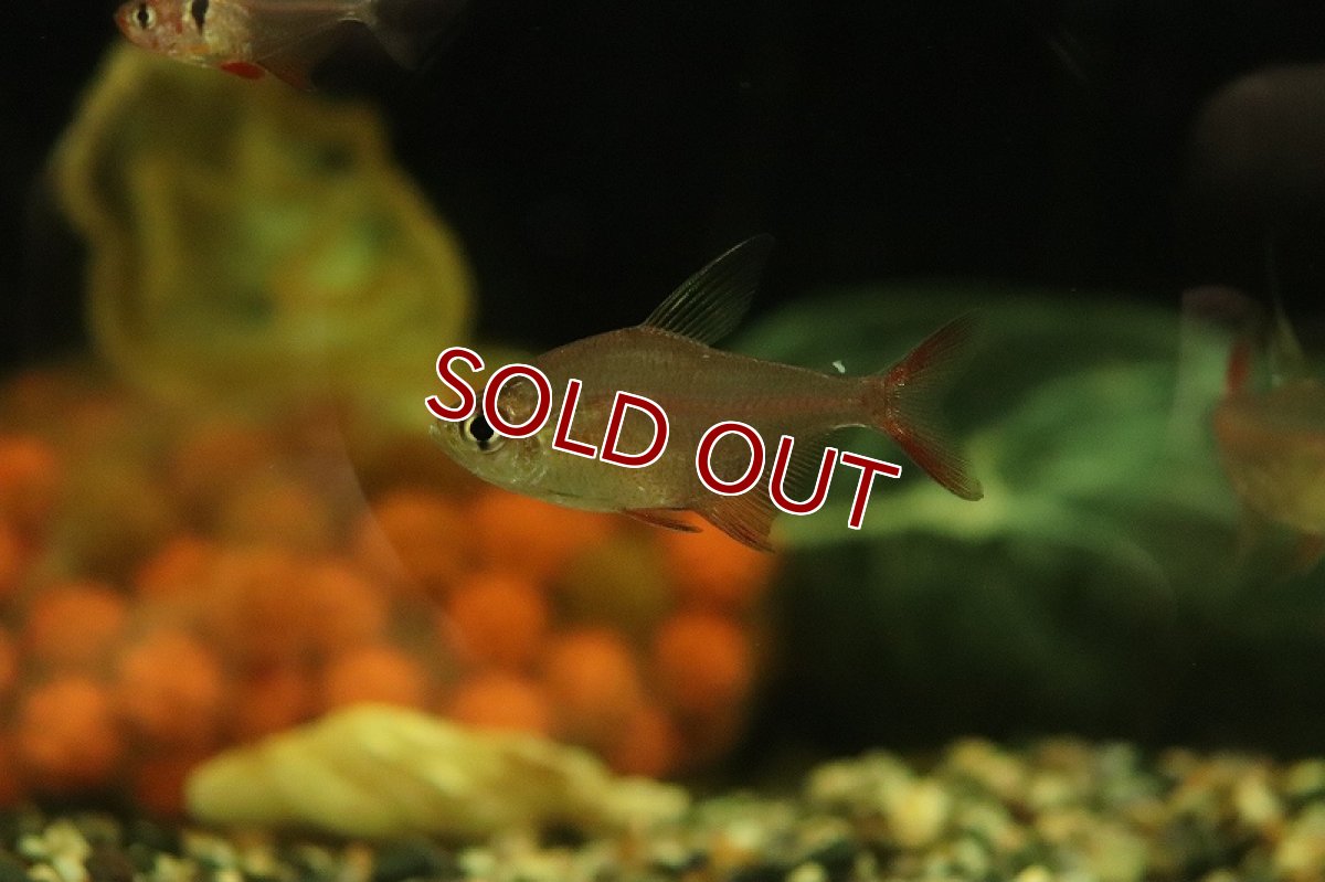 画像3: 【淡水魚】【通販】ハイフェソブリコン sp タパジョスコペランディ リオタパジョス産 ワイルド【1匹 サンプル画像】（生体）（熱帯魚）NKCK (3)