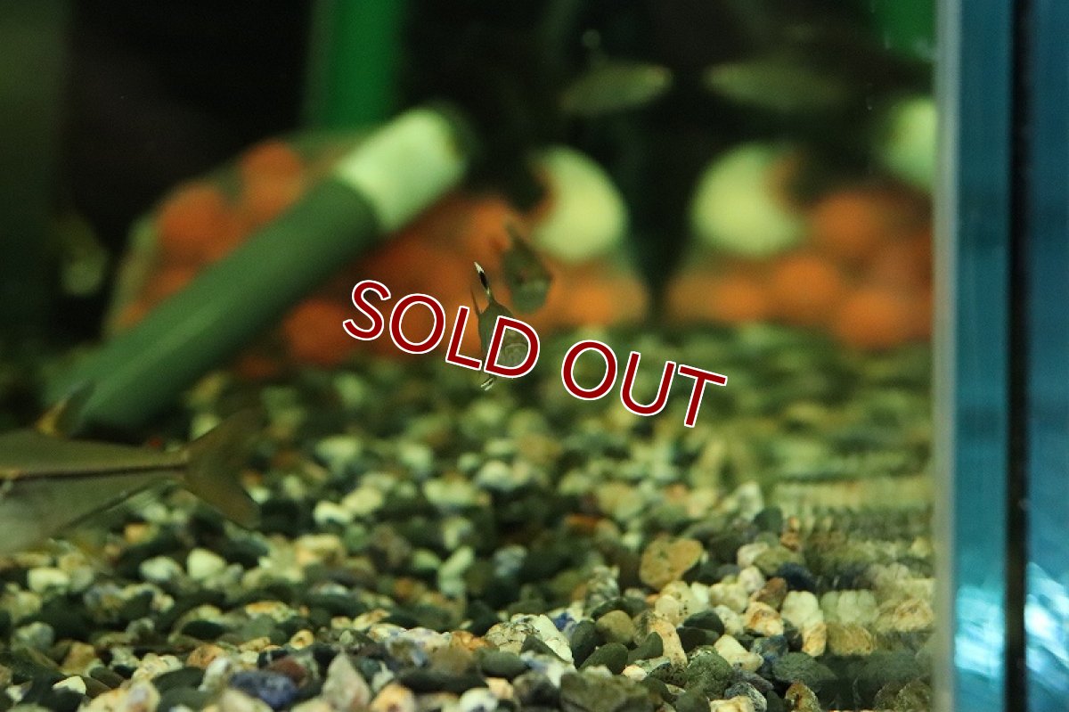 画像2: 【淡水魚】【通販】ハイフェソブリコン sp タパジョスコペランディ リオタパジョス産 ワイルド【1匹 サンプル画像】（生体）（熱帯魚）NKCK (2)