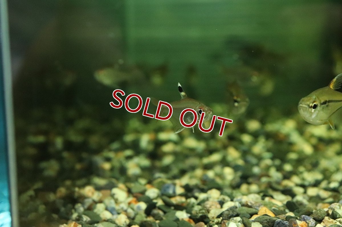 画像3: 【淡水魚】【通販】ハイフェソブリコン sp タパジョスコペランディ リオタパジョス産 ワイルド【1匹 サンプル画像】（生体）（熱帯魚）NKCK (3)