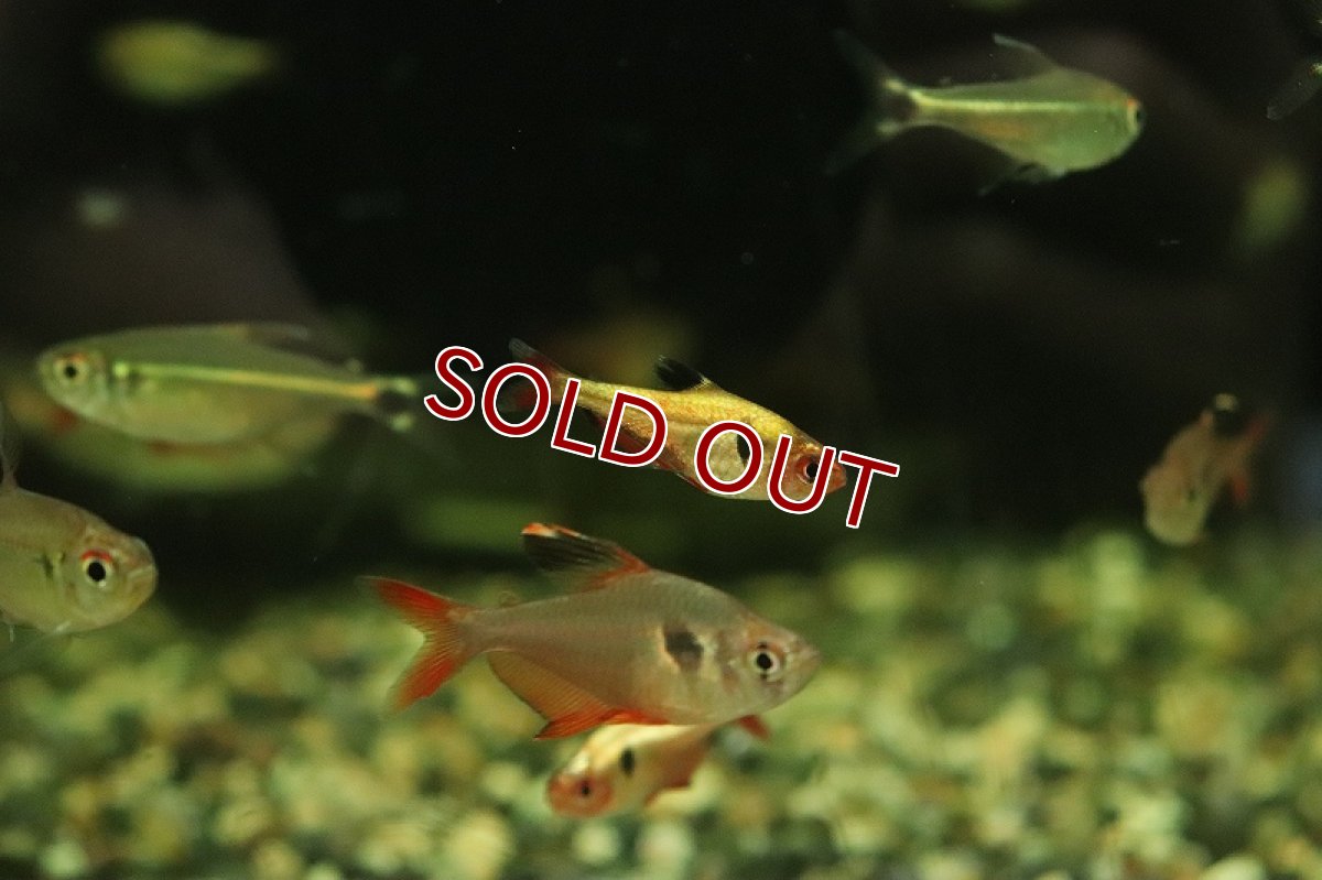 画像2: 【淡水魚】【通販】激レア プラチナ サーペテトラ リオデジャネイロ産 ワイルド【1匹 サンプル画像】（珍カラ）（生体）（熱帯魚）NKCK (2)