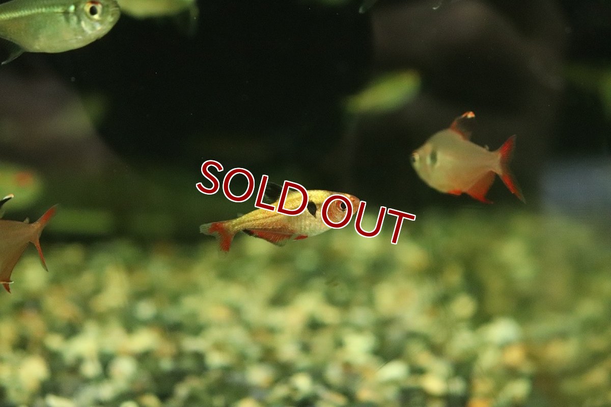 画像3: 【淡水魚】【通販】激レア プラチナ サーペテトラ リオデジャネイロ産 ワイルド【1匹 サンプル画像】（珍カラ）（生体）（熱帯魚）NKCK (3)