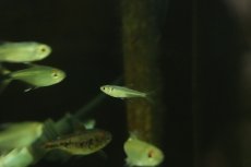 画像1: 【淡水魚】【通販】クノダス sp ペルビアンブルー ワイルド【1匹 サンプル画像】（珍カラ）（生体）（熱帯魚）NKCK (1)