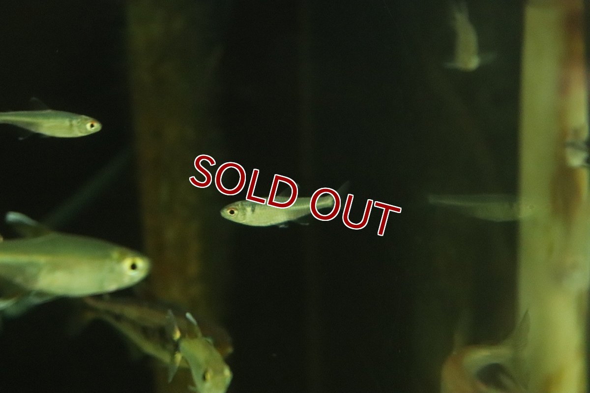 画像2: 【淡水魚】【通販】クノダス sp ペルビアンブルー ワイルド【1匹 サンプル画像】（珍カラ）（生体）（熱帯魚）NKCK (2)