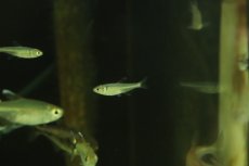 画像2: 【淡水魚】【通販】クノダス sp ペルビアンブルー ワイルド【1匹 サンプル画像】（珍カラ）（生体）（熱帯魚）NKCK (2)