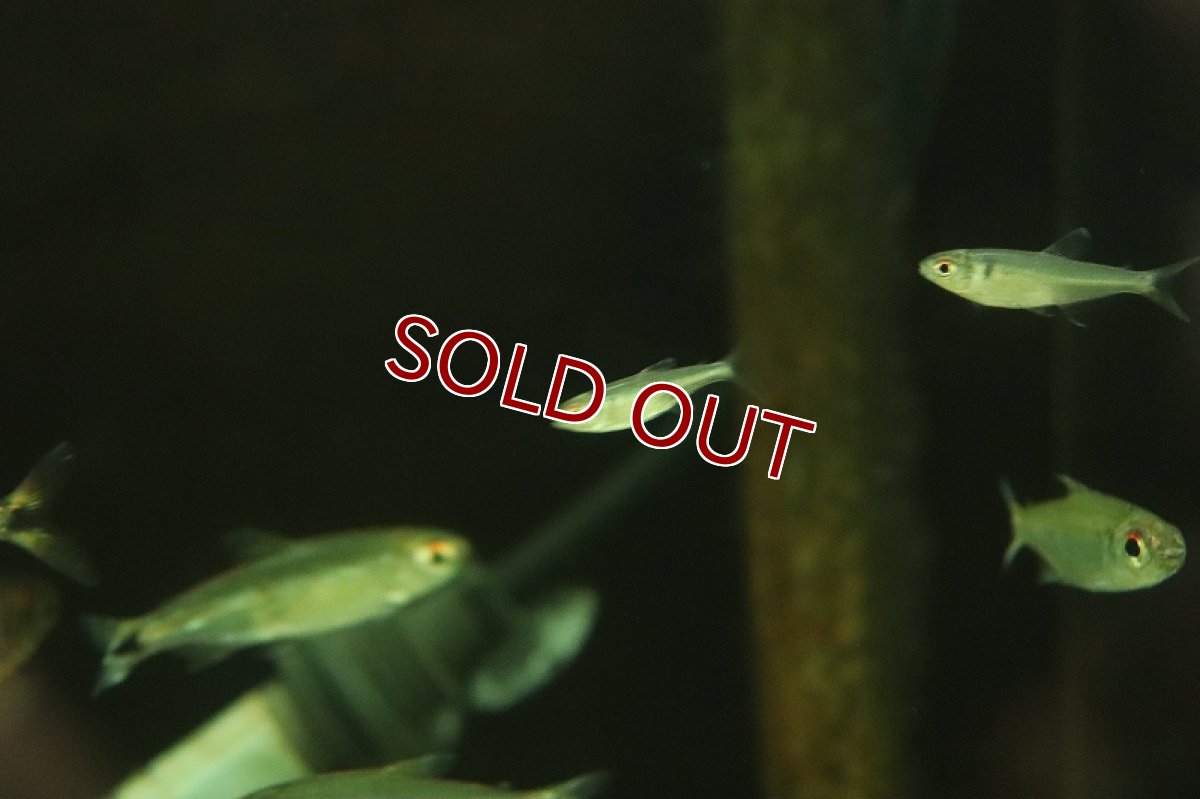 画像3: 【淡水魚】【通販】クノダス sp ペルビアンブルー ワイルド【1匹 サンプル画像】（珍カラ）（生体）（熱帯魚）NKCK (3)