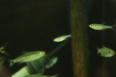 画像3: 【淡水魚】【通販】クノダス sp ペルビアンブルー ワイルド【1匹 サンプル画像】（珍カラ）（生体）（熱帯魚）NKCK (3)
