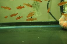 画像1: 【淡水魚】【通販】クリスタルレッドテトラ アラグアイア産 ワイルド【1匹 サンプル画像】（珍カラ）（生体）（熱帯魚）NKCK (1)