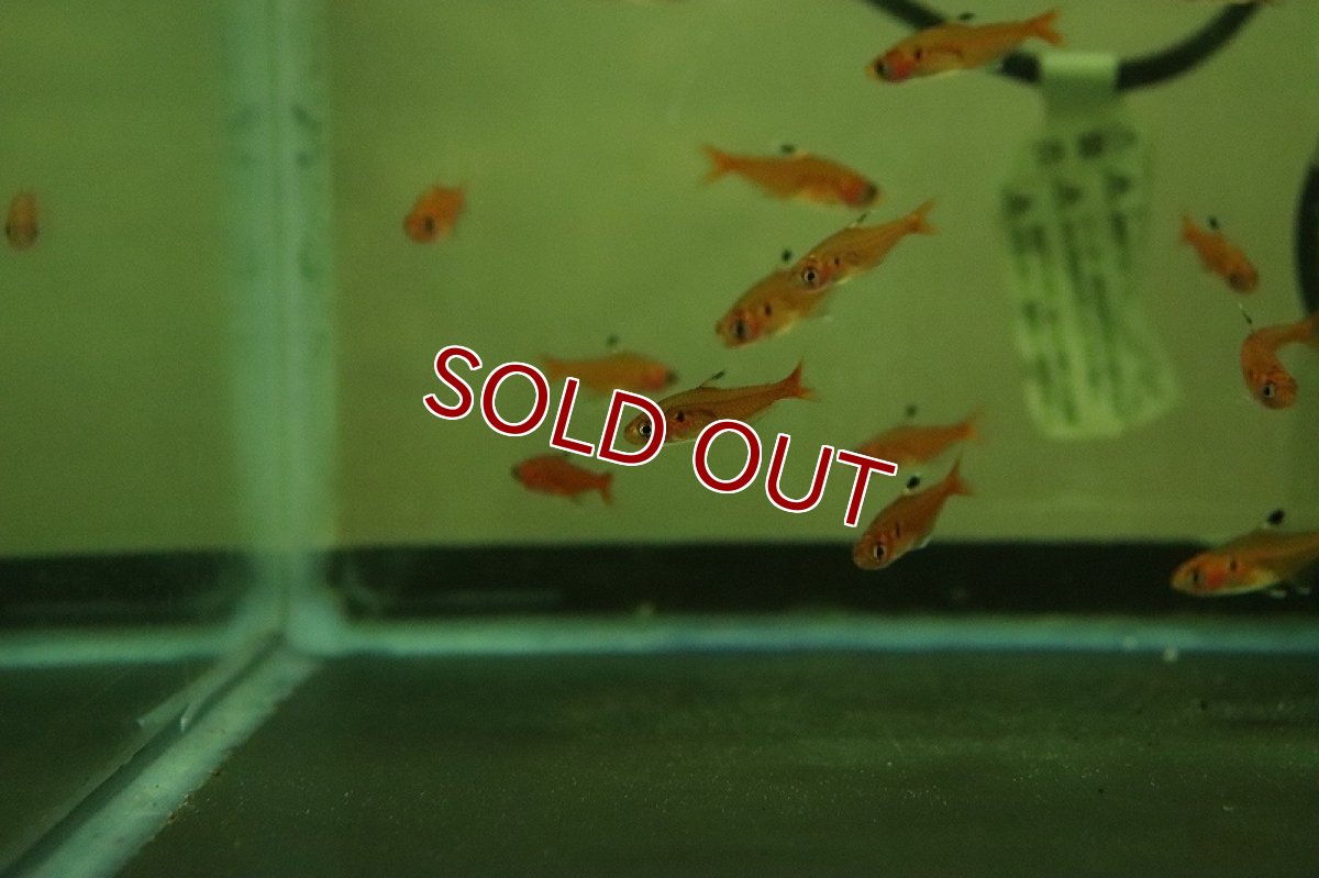 画像2: 【淡水魚】【通販】クリスタルレッドテトラ アラグアイア産 ワイルド【1匹 サンプル画像】（珍カラ）（生体）（熱帯魚）NKCK (2)