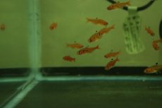 画像2: 【淡水魚】【通販】クリスタルレッドテトラ アラグアイア産 ワイルド【1匹 サンプル画像】（珍カラ）（生体）（熱帯魚）NKCK (2)