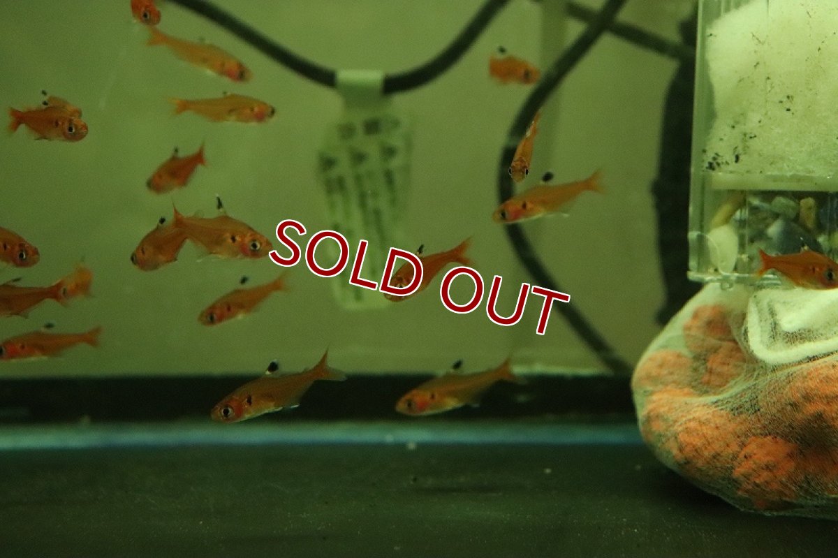 画像3: 【淡水魚】【通販】クリスタルレッドテトラ アラグアイア産 ワイルド【1匹 サンプル画像】（珍カラ）（生体）（熱帯魚）NKCK (3)