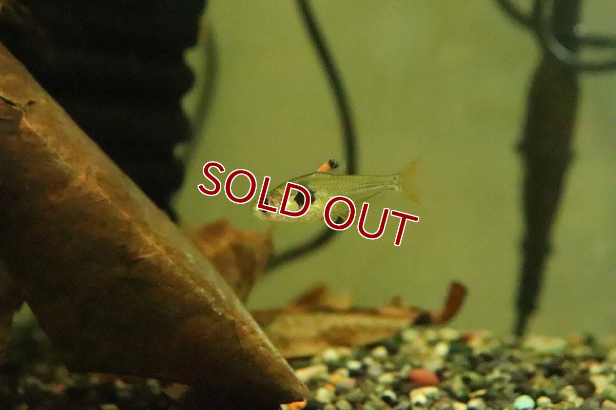 画像2: 【淡水魚】【通販】激爆安 コーヒービーンテトラ リオ アマパリ産 ワイルド【1匹 サンプル画像】（珍カラ）（生体）（熱帯魚）NKCK (2)