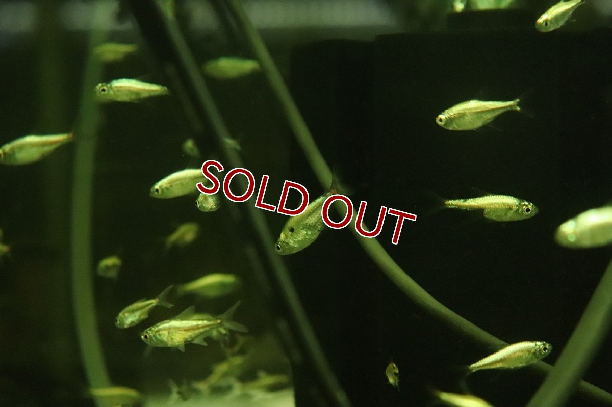 画像2: 【淡水魚】【通販】ゴールデンテトラ sp 混じり コロンビア産 ワイルド (2)